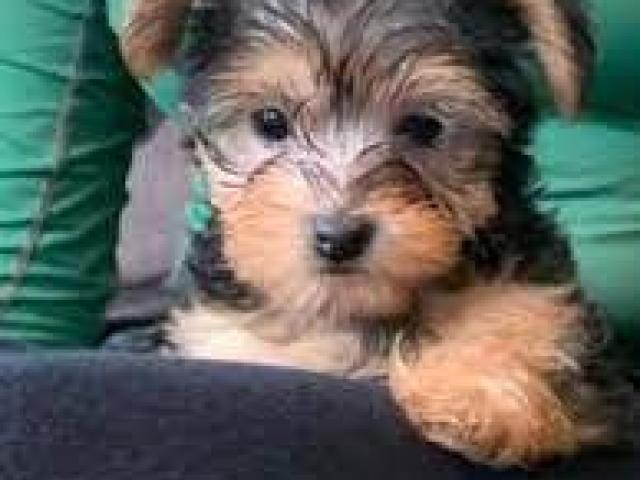 Yorkshire terrier small breed