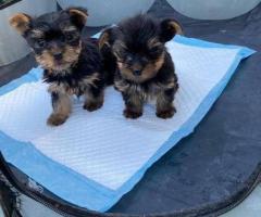 Yorkshire terrier puppies need gone asap