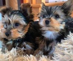 Mini Yorkshire terrier babies