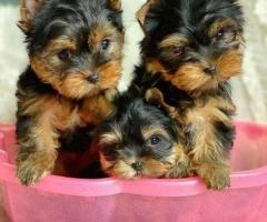 Beautiful Yorkshire Terrier Puppies READY NOW