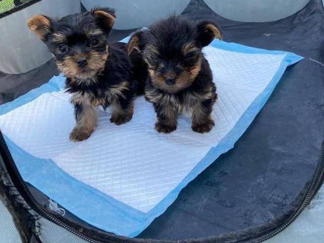Very tiny Yorkshire terrier (one boy left)